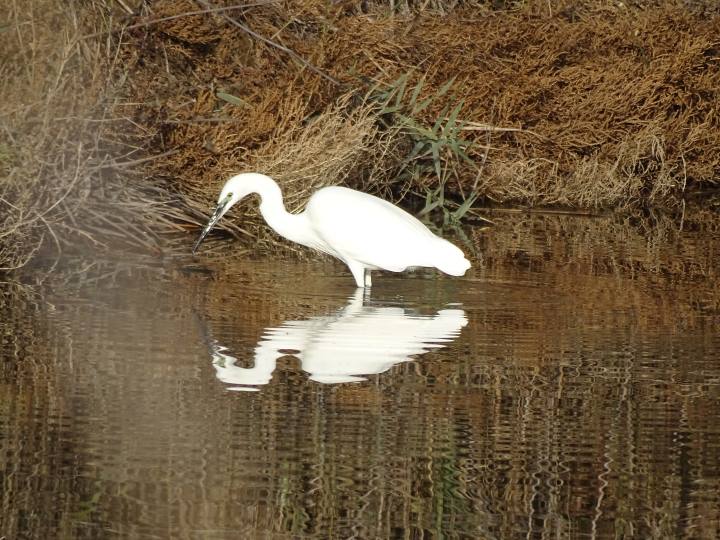 Roselière et eau libre, Aigrette garzette